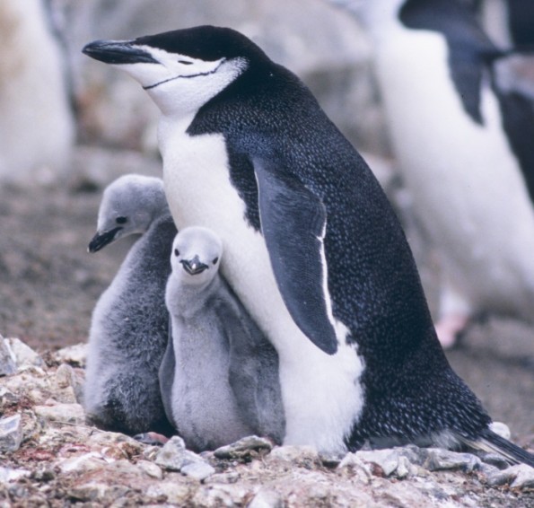 Pingüino Barbijo « Valores Argentinos Db